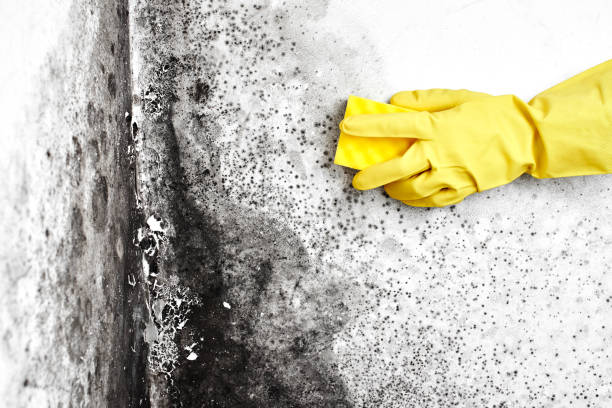 Biohazard Mold Removal in Decatur, TX